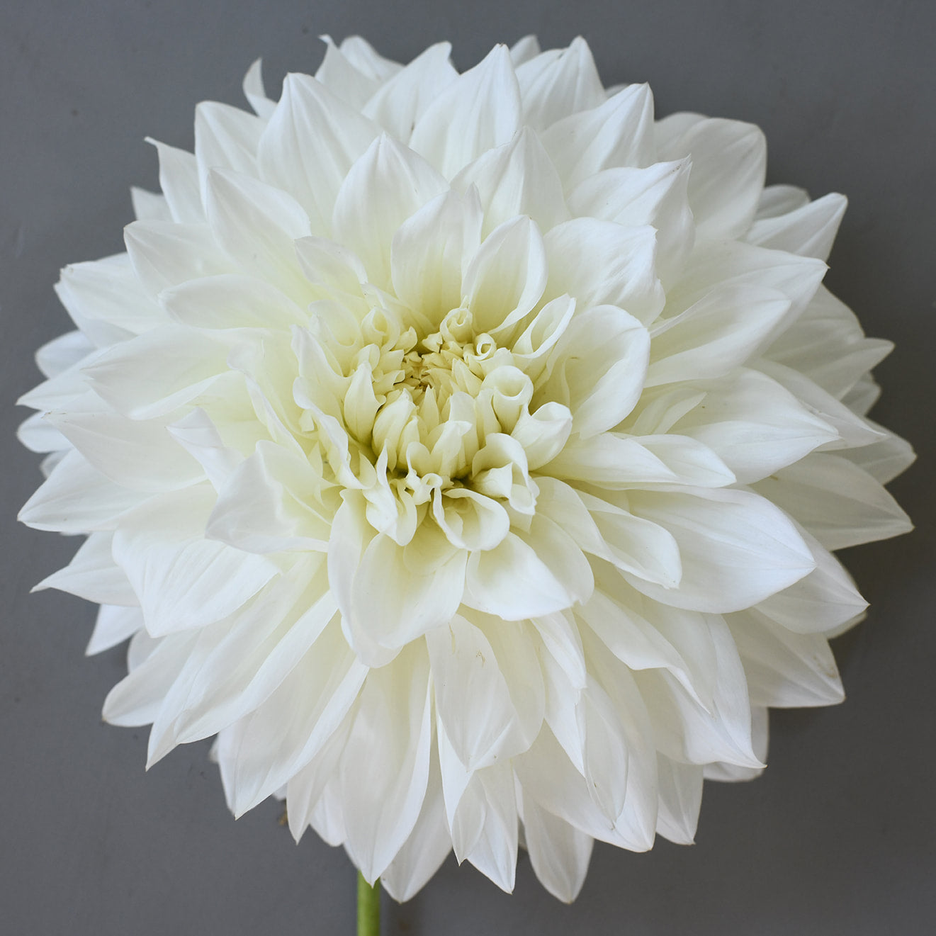 Dahlia - Fleurel (per stem)
