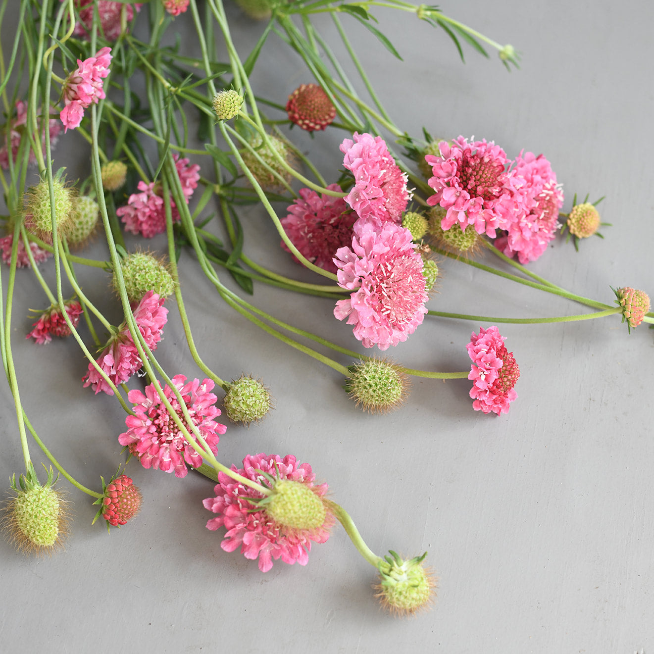 Scabiosa - Salmon Rose