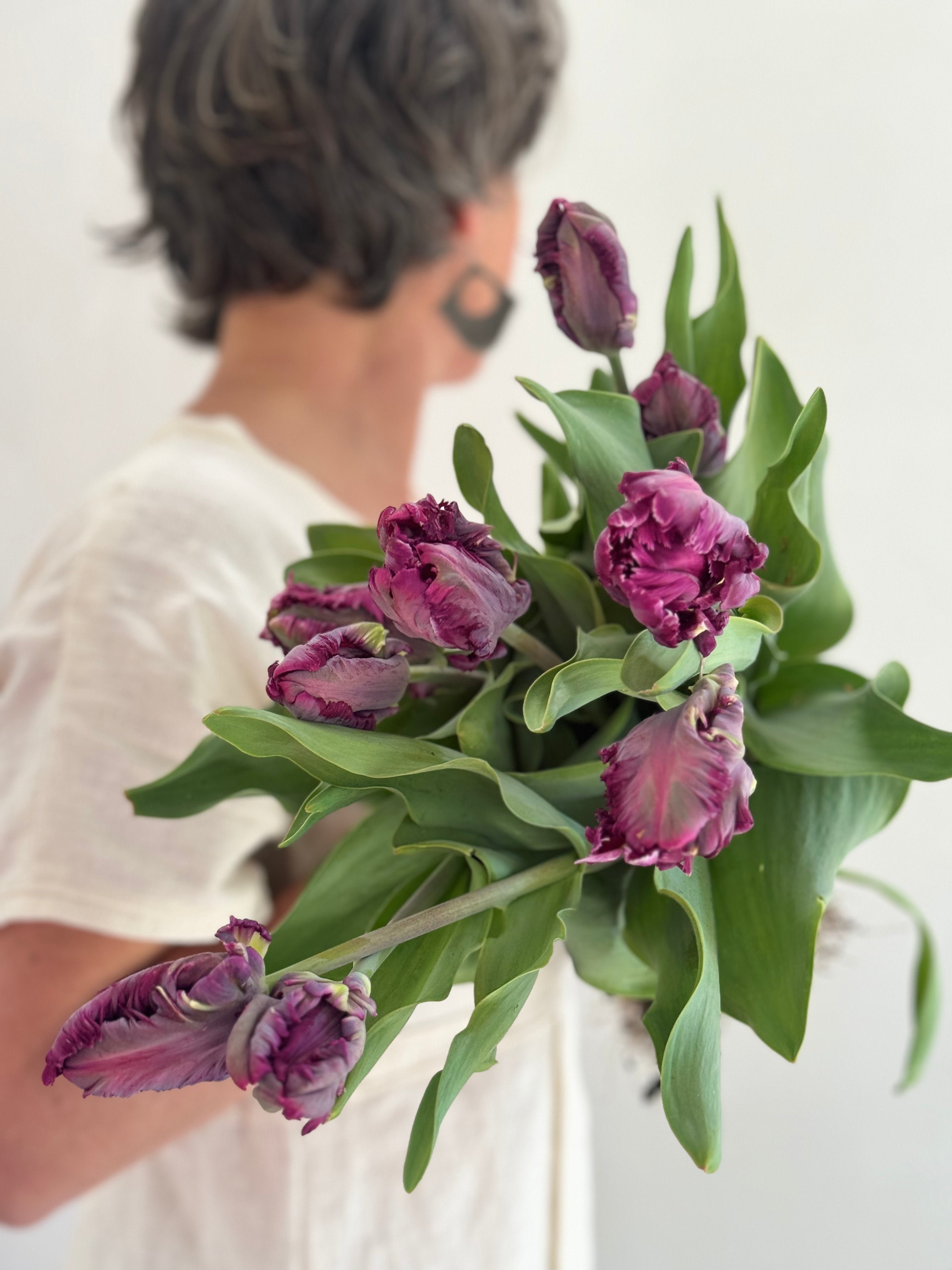 Tulip - Mysterious Parrot