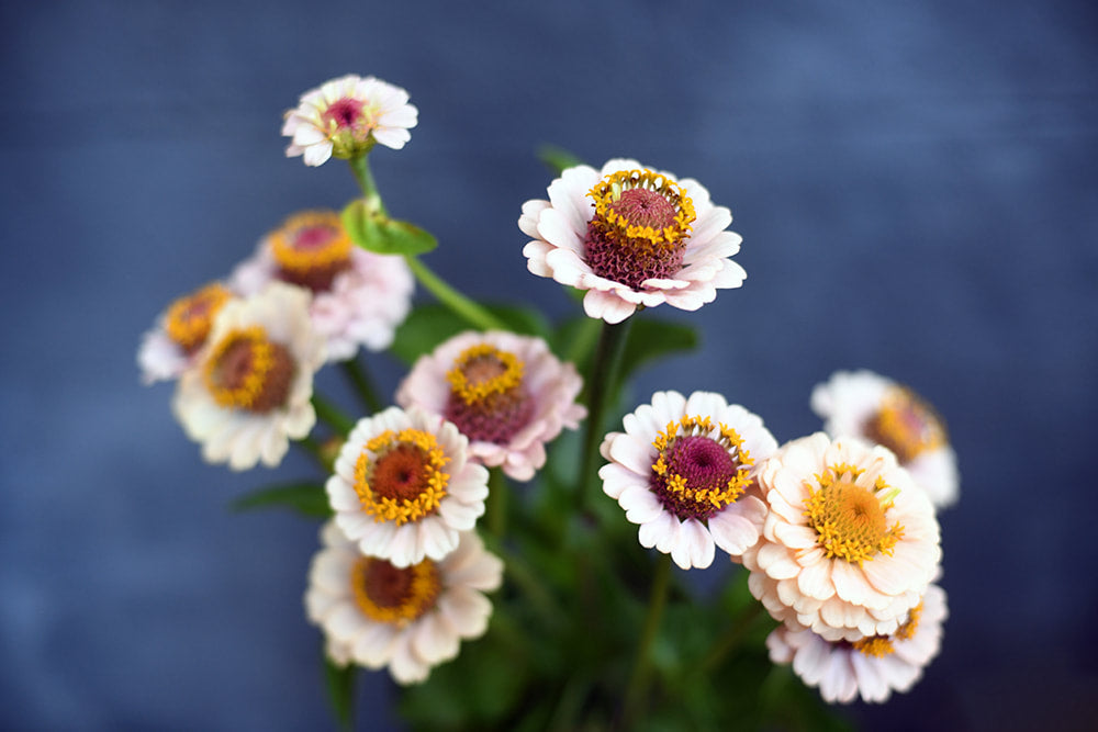 Zinnia - Little Flower Girl (5 stems)