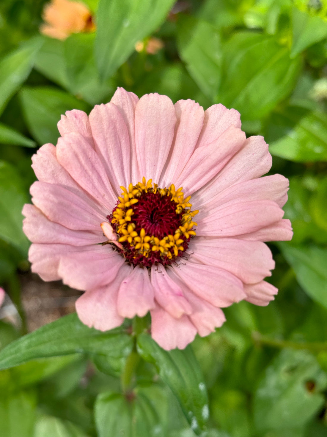 Zinnia - blush (5 stems)