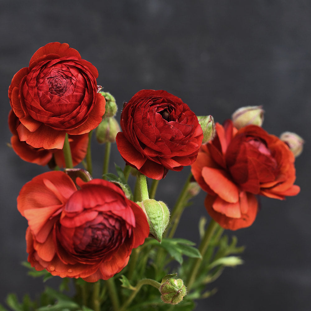 Ranunculus - Elegance Cioccolato
