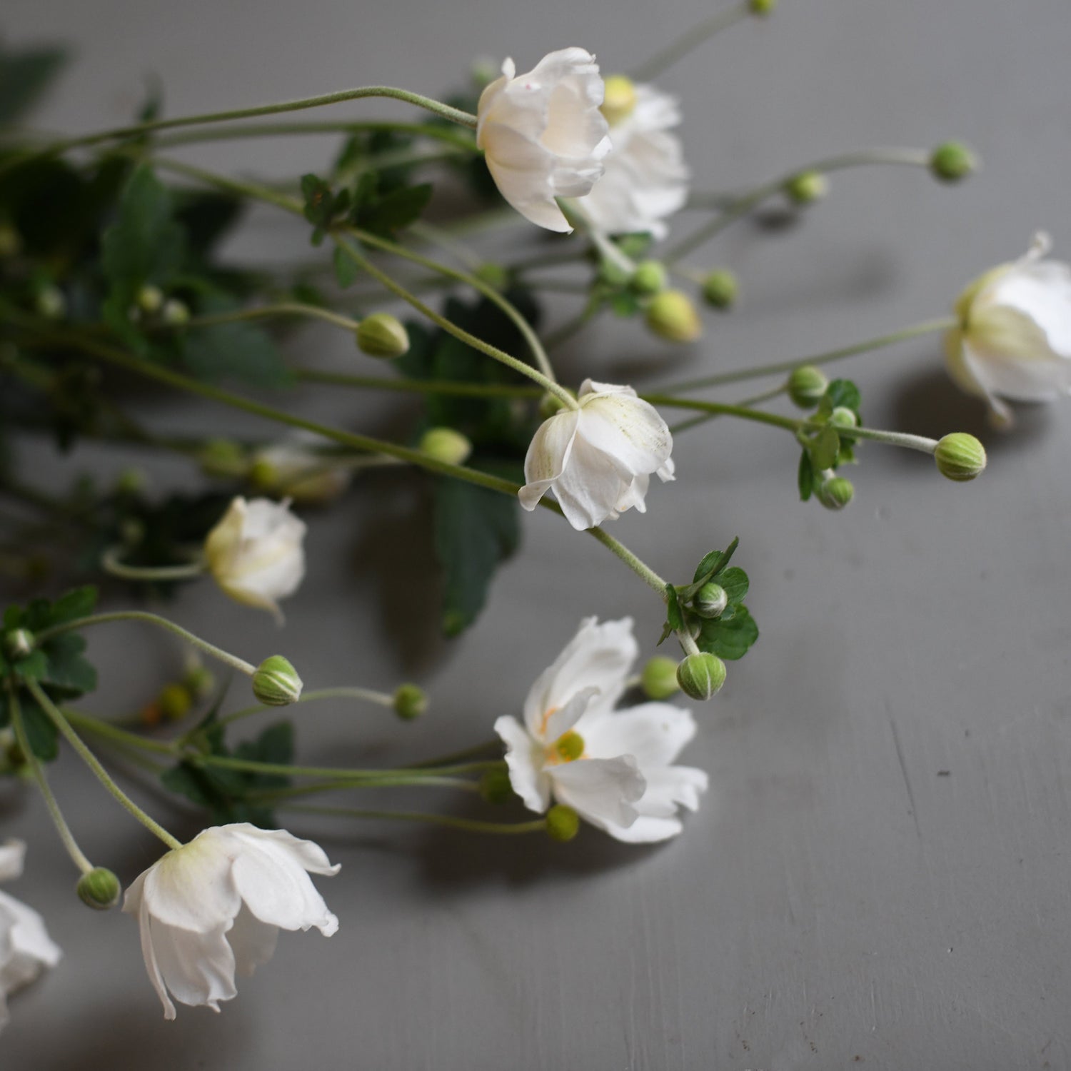 Japanese Anemone - White