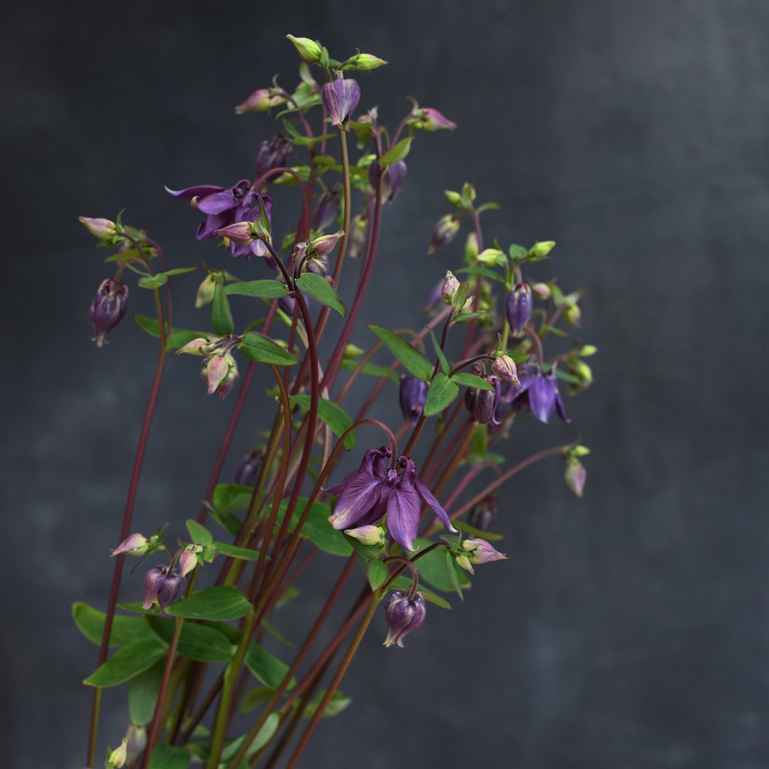 Aquilegia - Single Purple