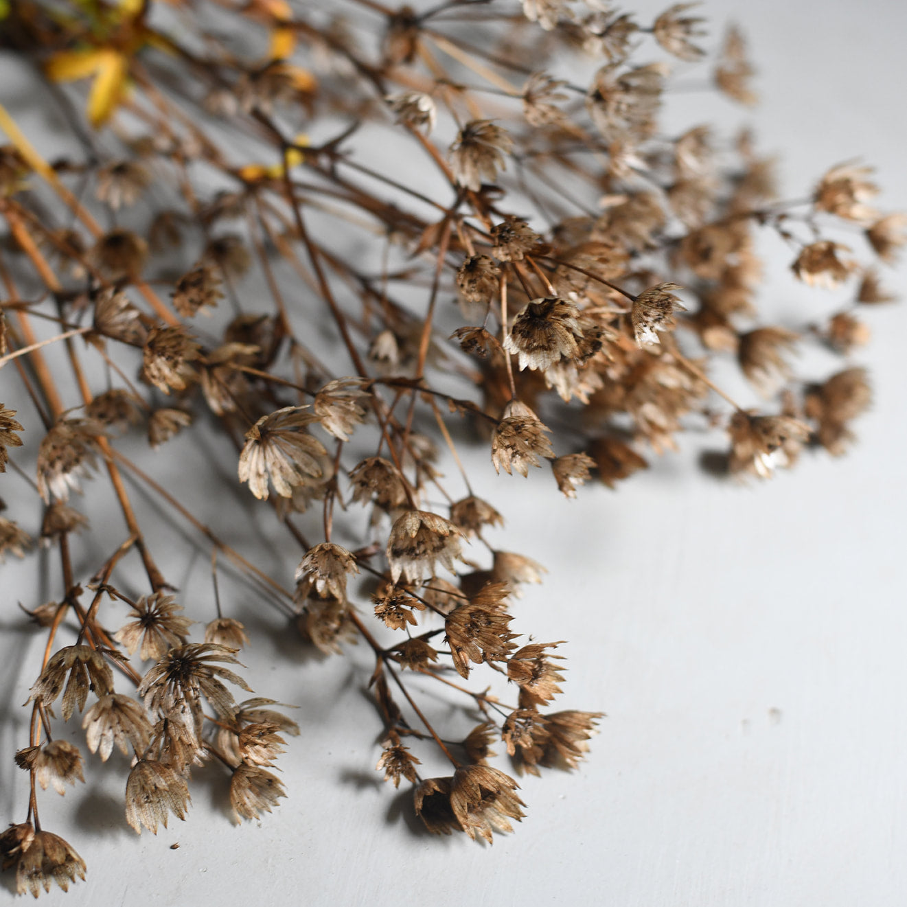 Dried Astrantia - Alba