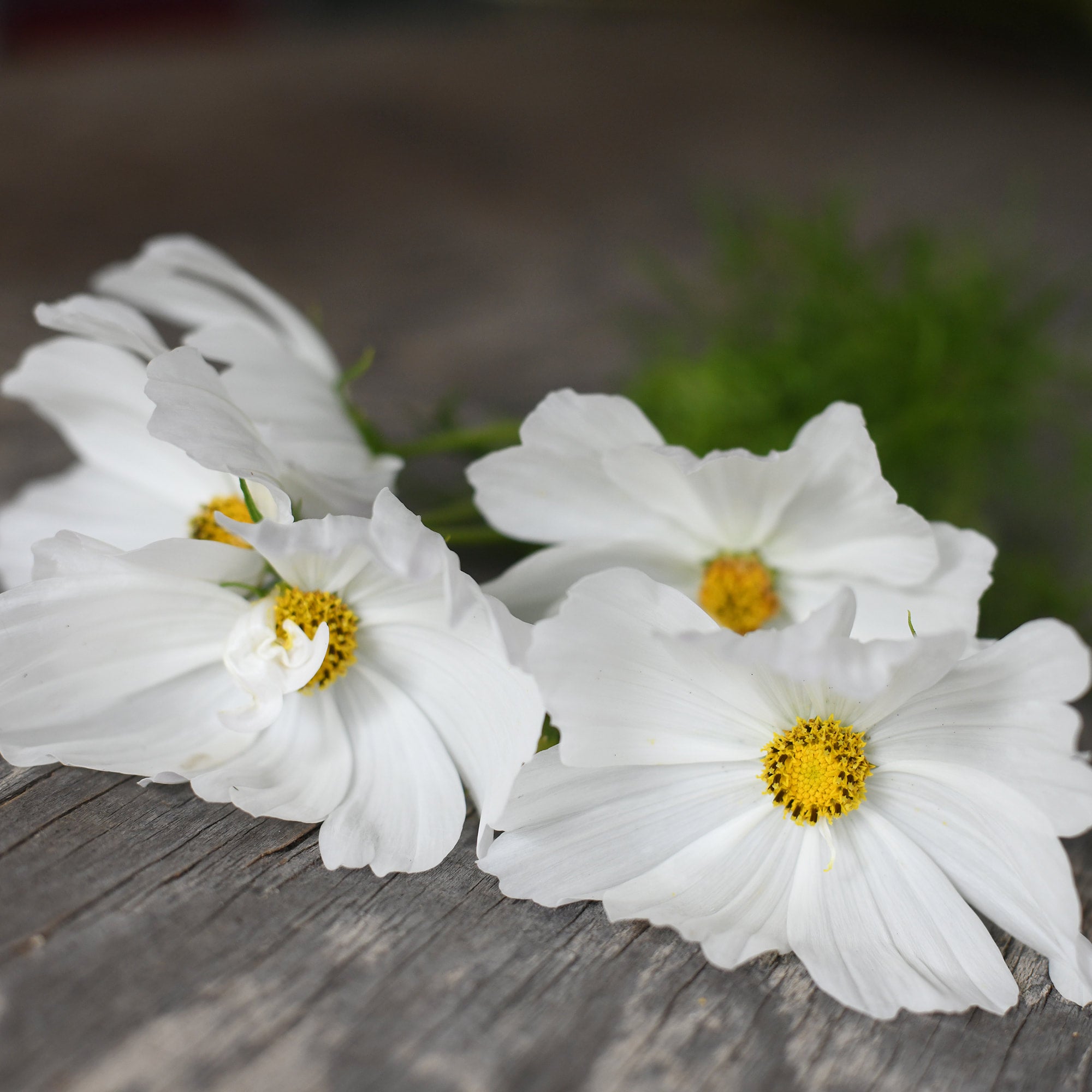 Cosmos - White (5 stems)