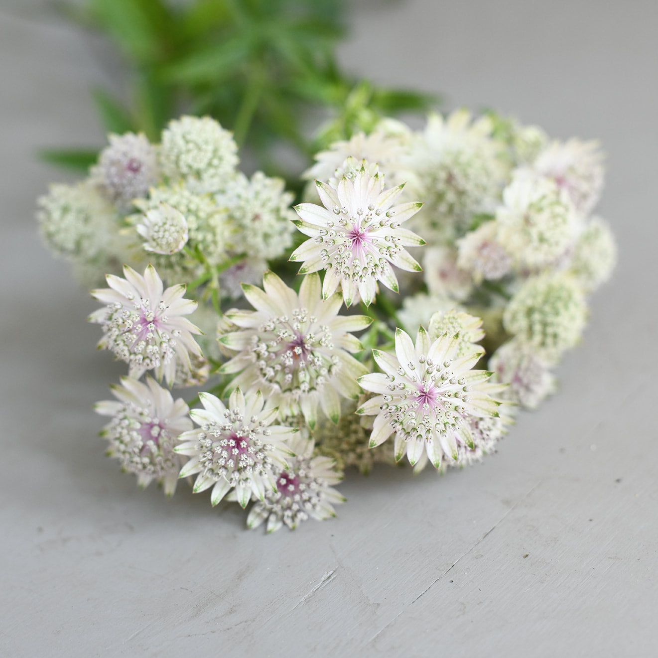 Astrantia - Alba