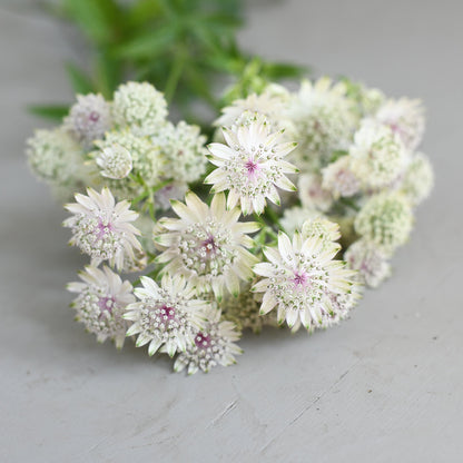 Astrantia - Alba