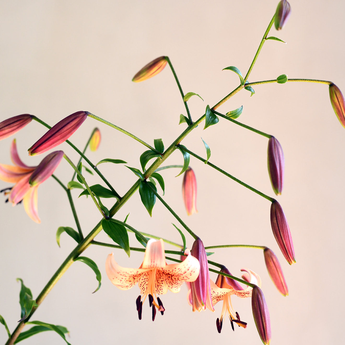 Lily - Tiger Baby (single bloom to 3 bloom stems)