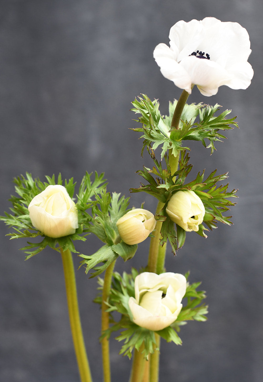 Anemone - Galilee White