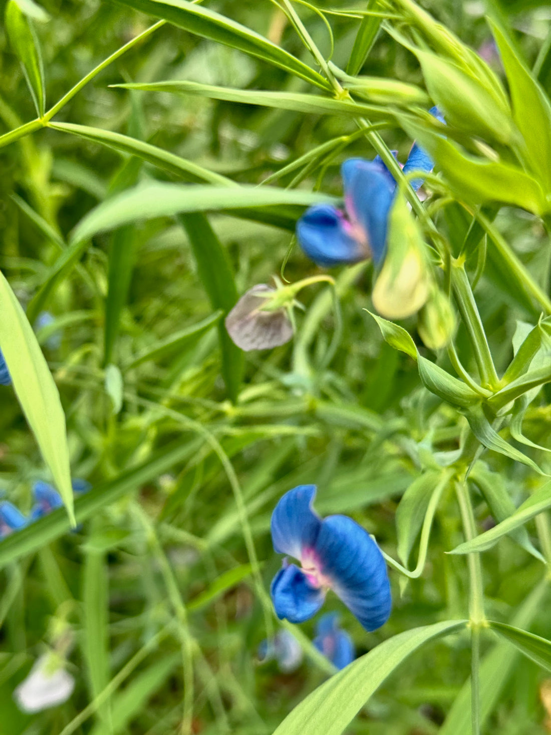 Sweet Pea, vining - Azureus (5 stems)