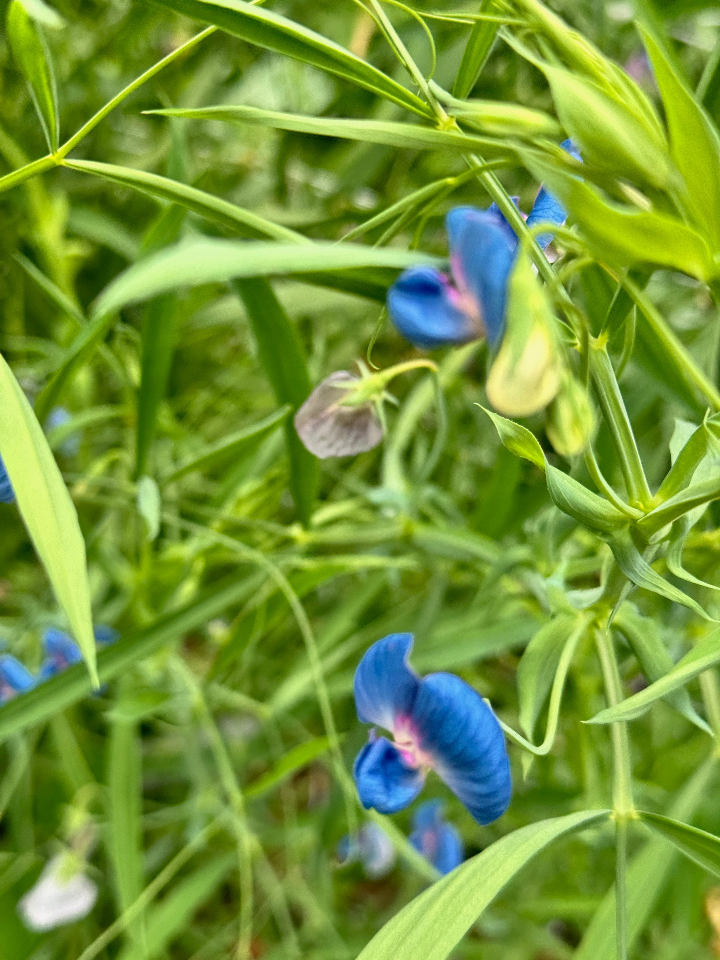 Sweet Pea, vining - Azureus (5 stems)
