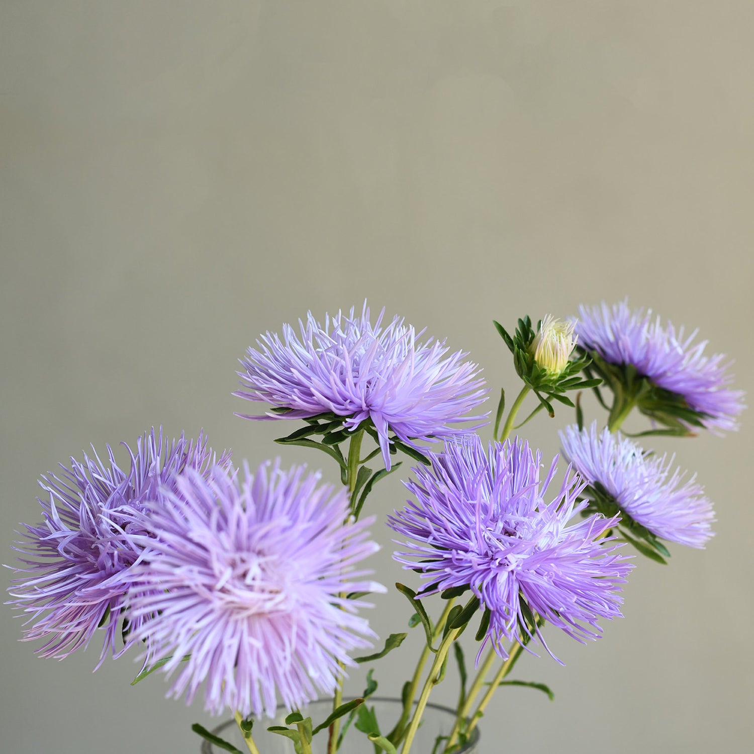 Aster - Hazaster Hagan Light Blue (5 stems)