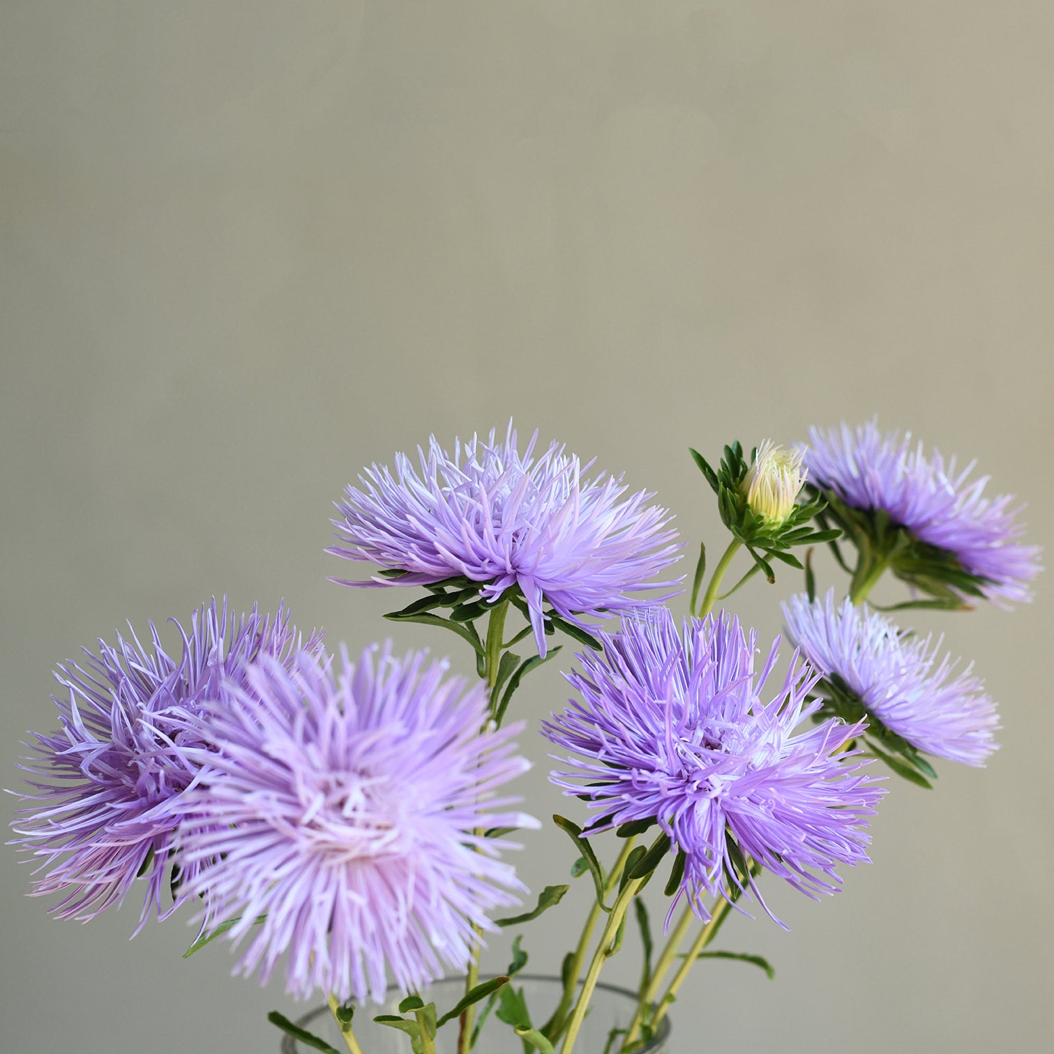 Aster - Hazaster Hagan Light Blue (5 stems)