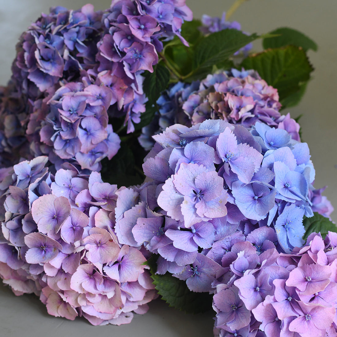Hydrangea - Penny Mac Mauve