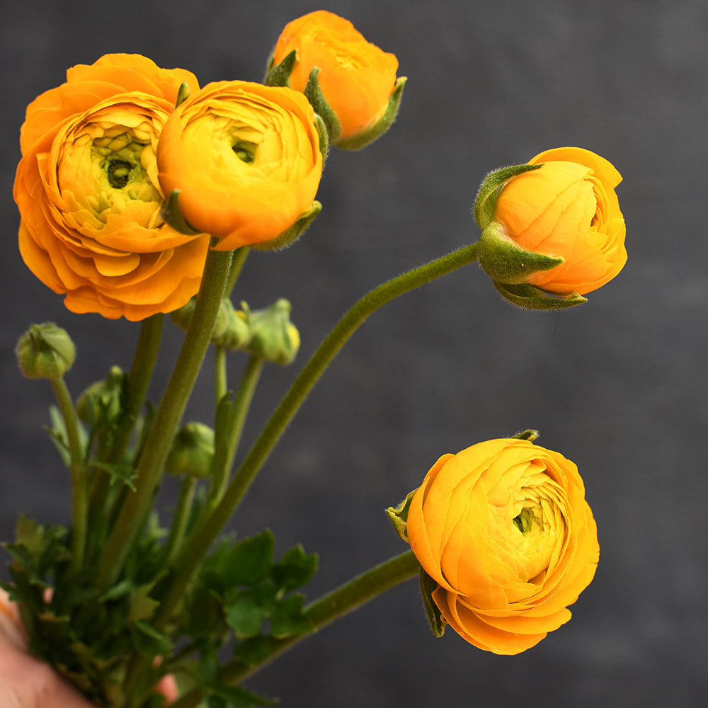 Ranunculus - Elegance Giallo
