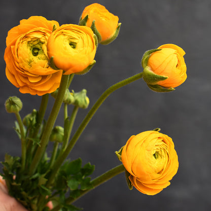 Ranunculus - Elegance Giallo