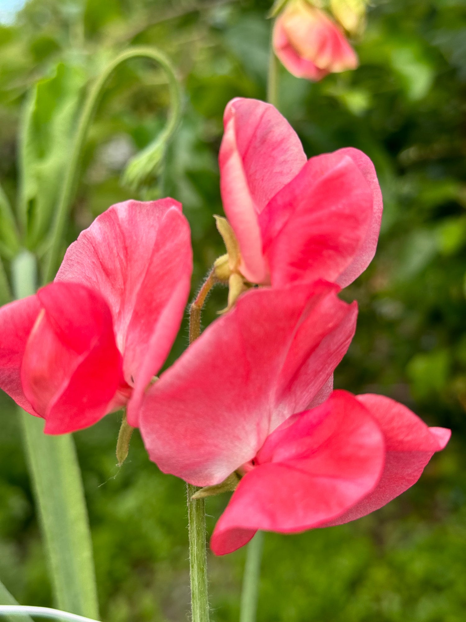 Sweet Pea, vining - Stranger hot pink (5 stems)