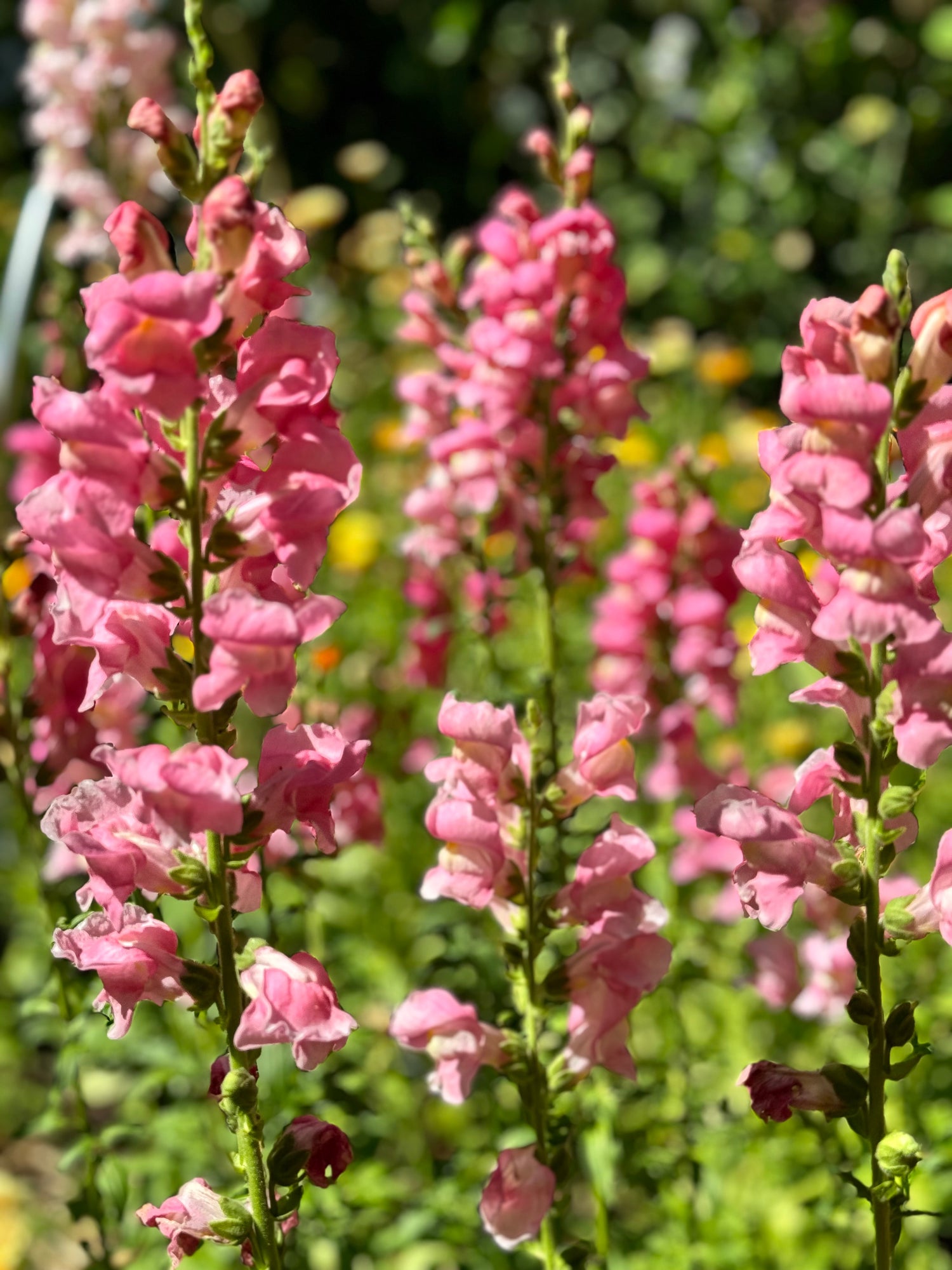 Snapdragon - Rocket Rose (5 stems)