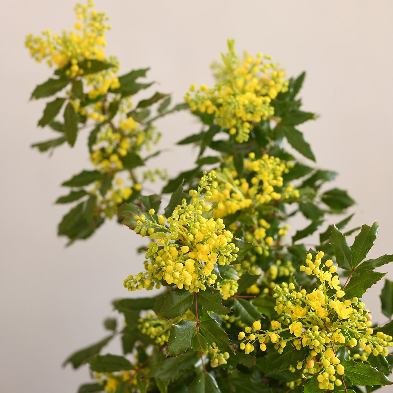 Mahonia Aquifolium