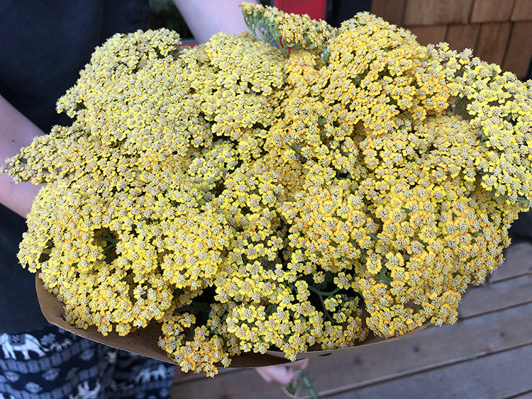 Yarrow - Terracotta pale