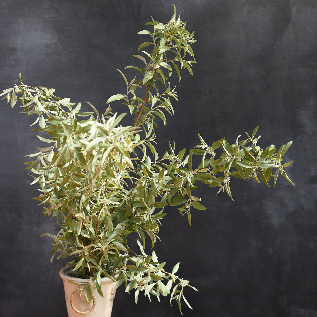Elaeagnus - Quicksilver (no scent - no flowers)