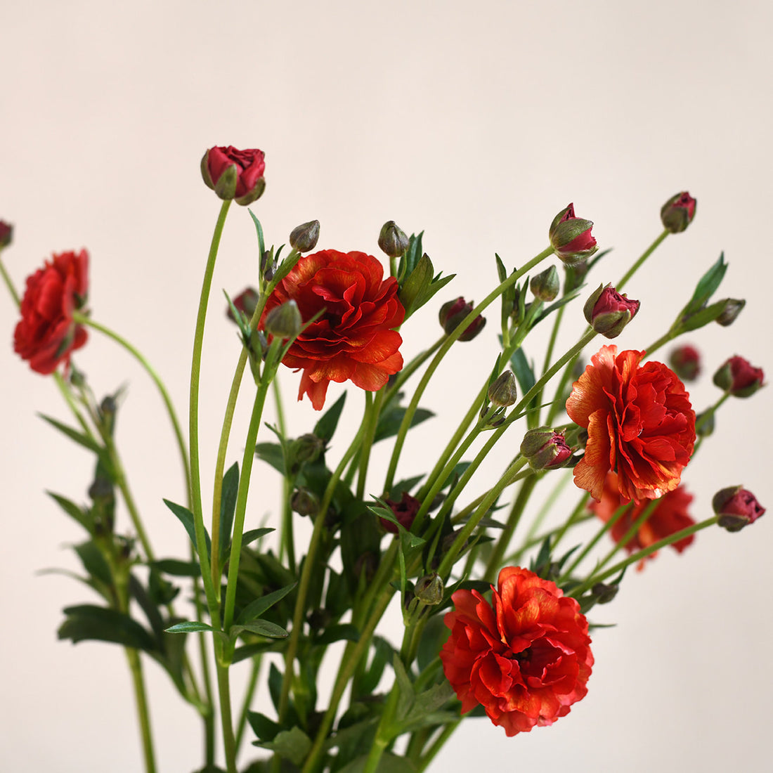 Ranunculus Butterfly - Hades