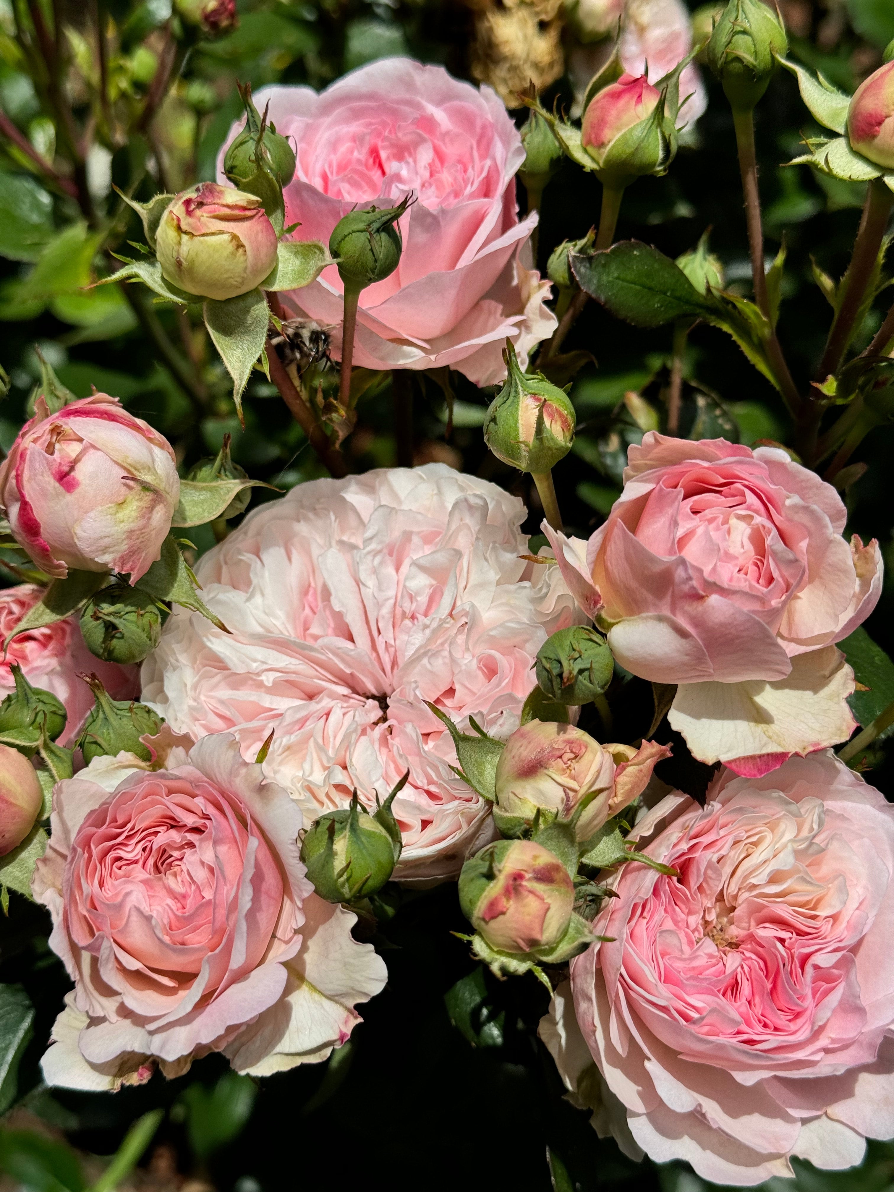 Rose - Maria Theresia (5 stems)