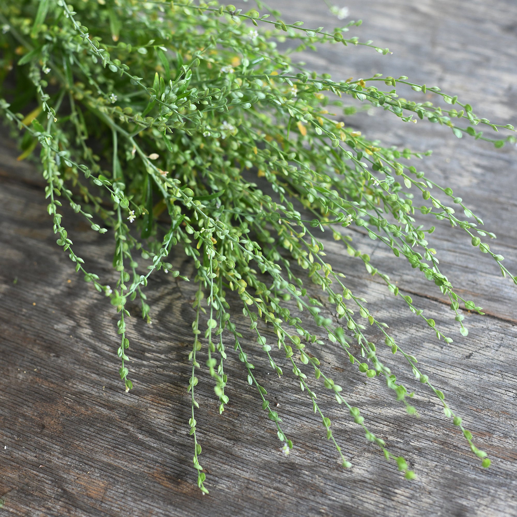 Cress - Persian Green