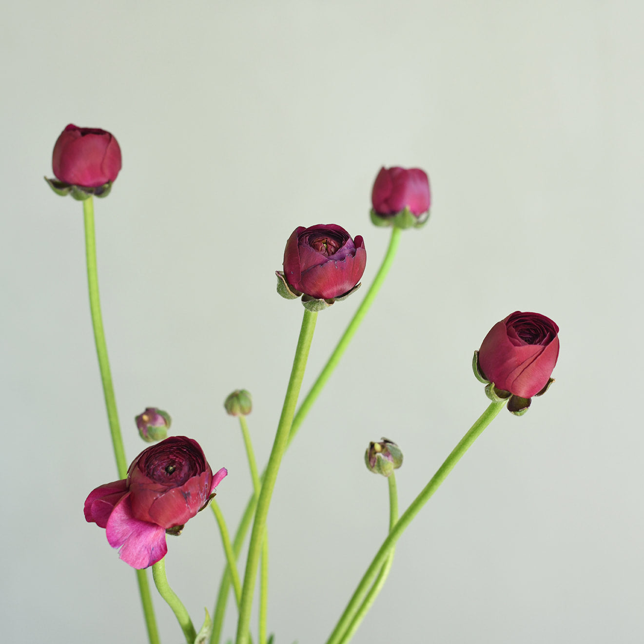 Ranunculus Cloni - Success Renoir