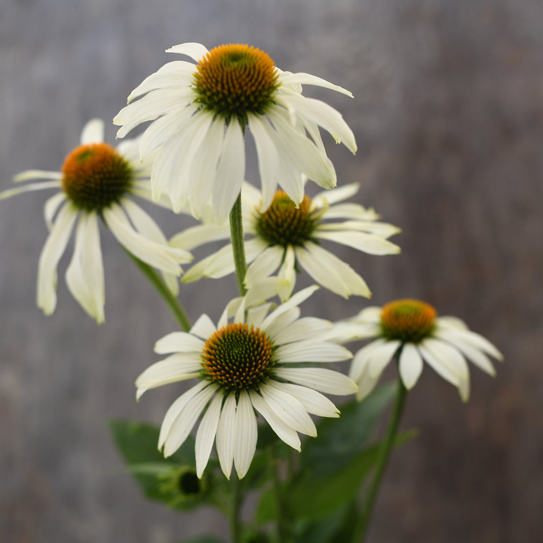 Echinacea - White (5 stems)