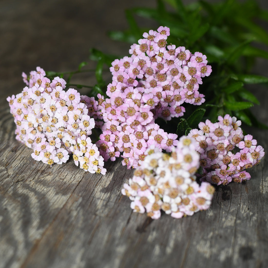 Achillea Sibirica - Love Parade
