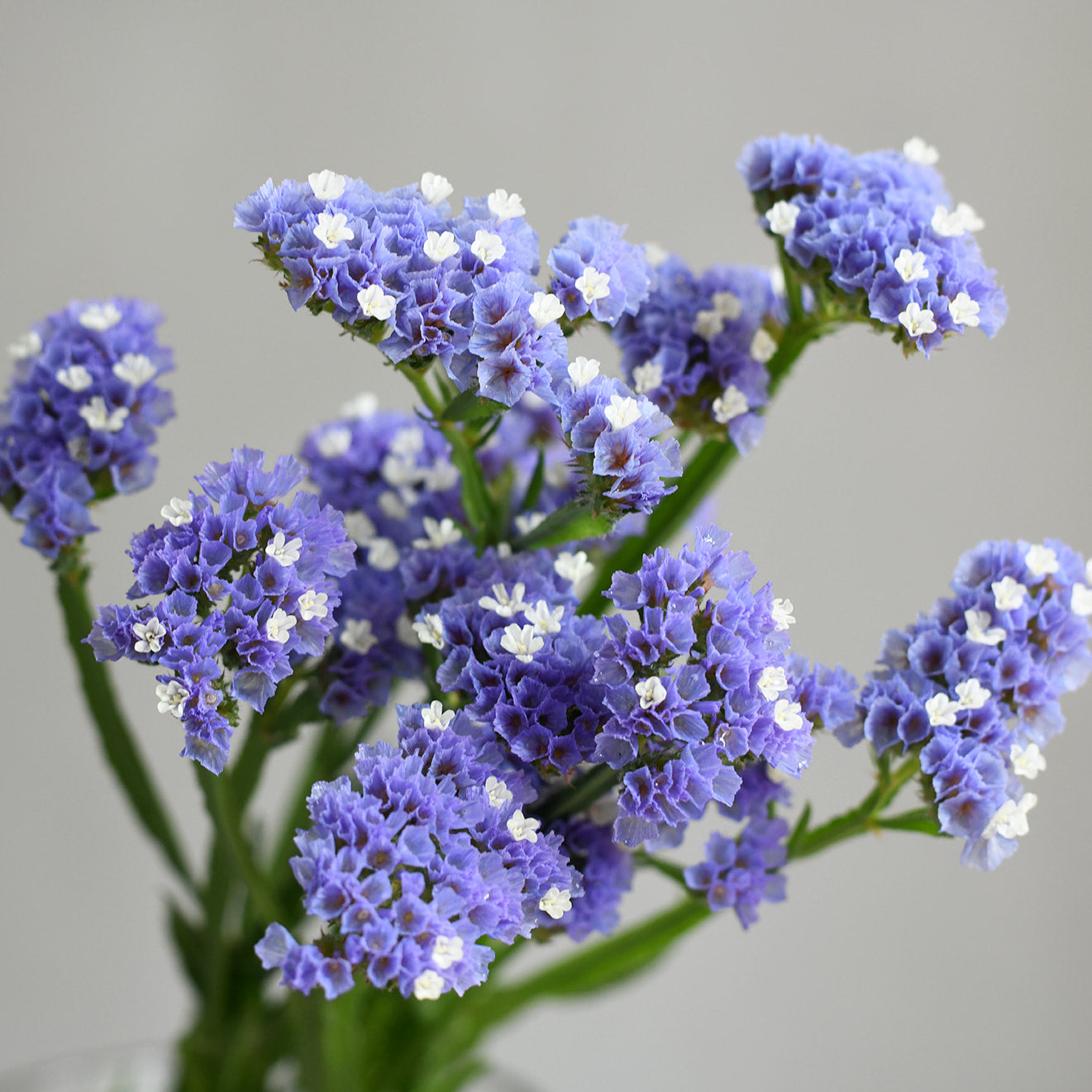 Statice - Blue (5 stems)