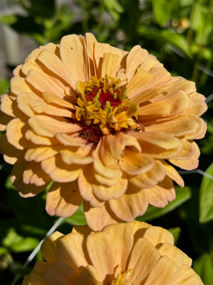 Zinnia - Golden Hour (5 stems)