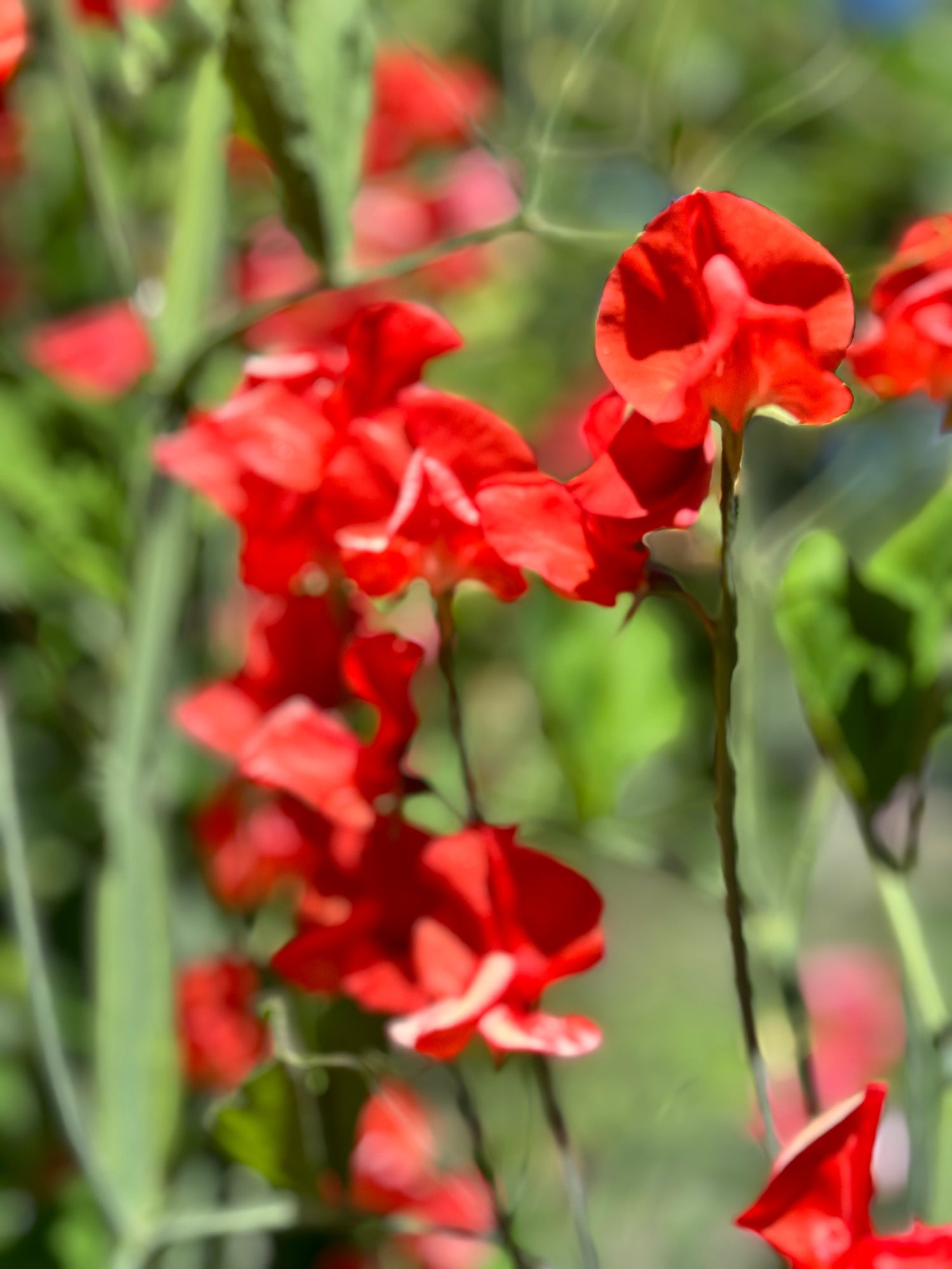 Sweet Pea, vining - Stranger Red (5 stems)