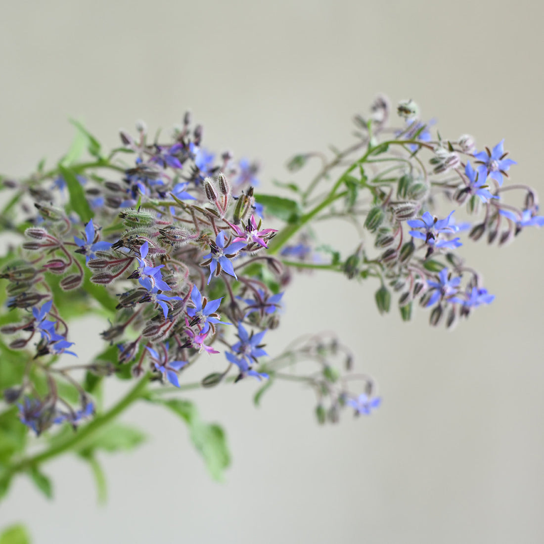 Borage