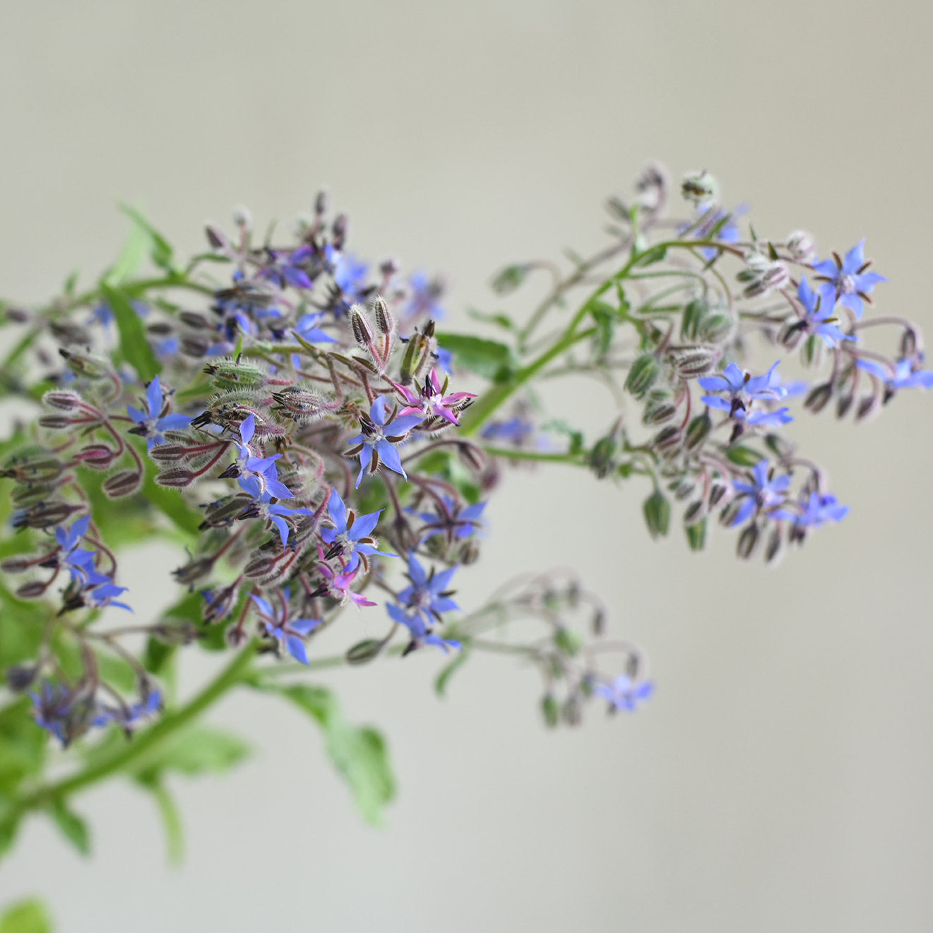 Borage