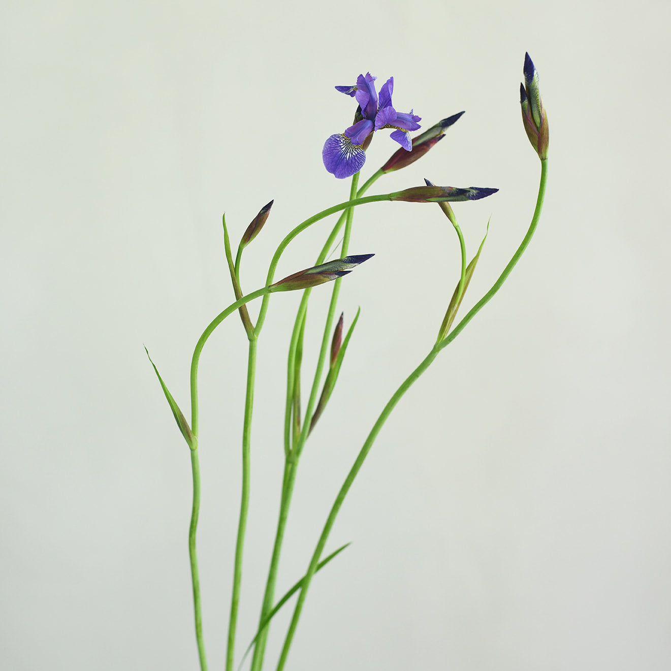 Stems from the Garden Subscription