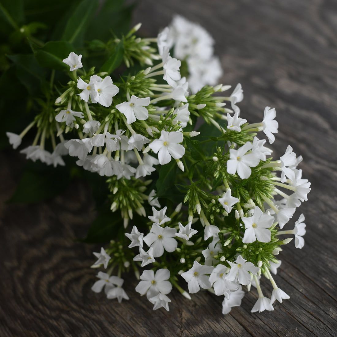 Phlox Paniculata - White