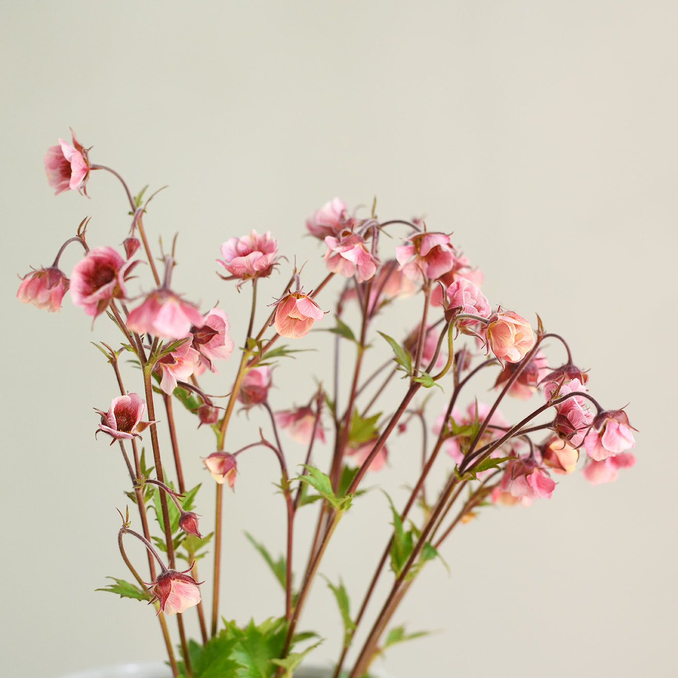Geum - Tempo Rose