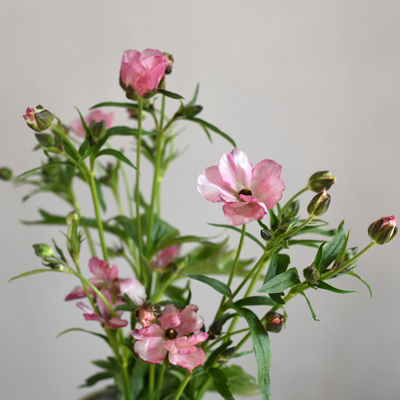 Ranunculus Butterfly - Europe