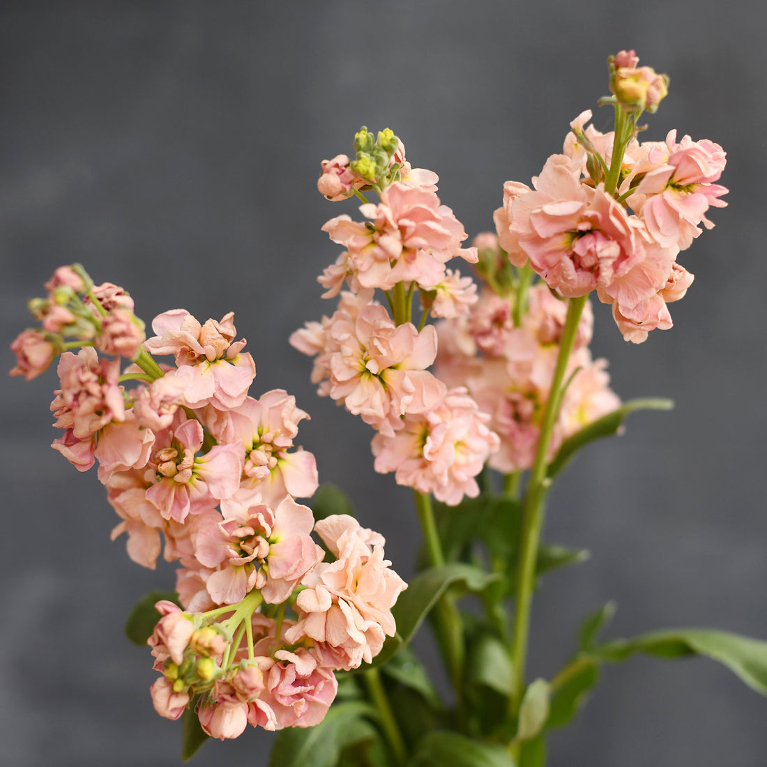 Stock - Katz Apricot (5 stems)