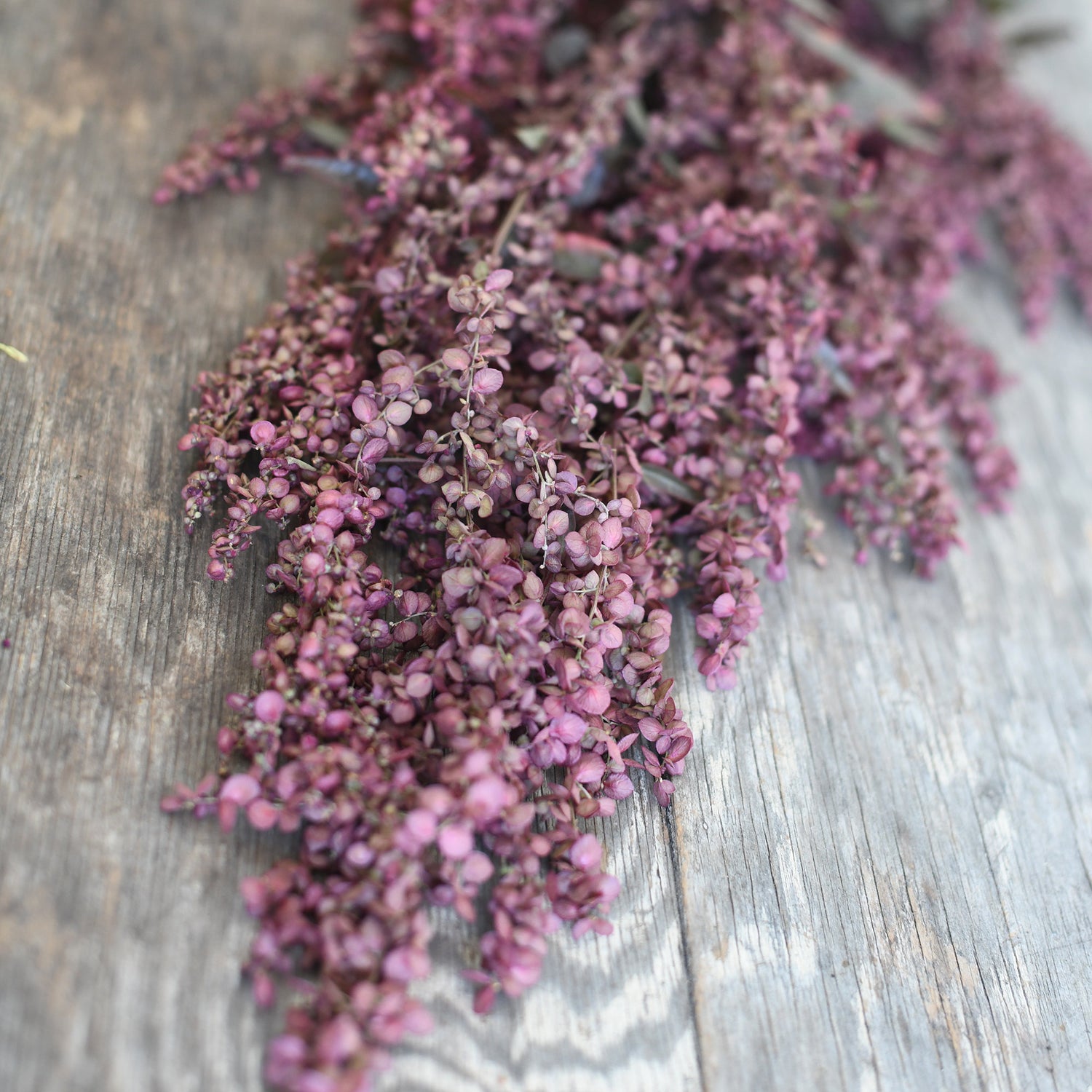 Atriplex - Red Plume