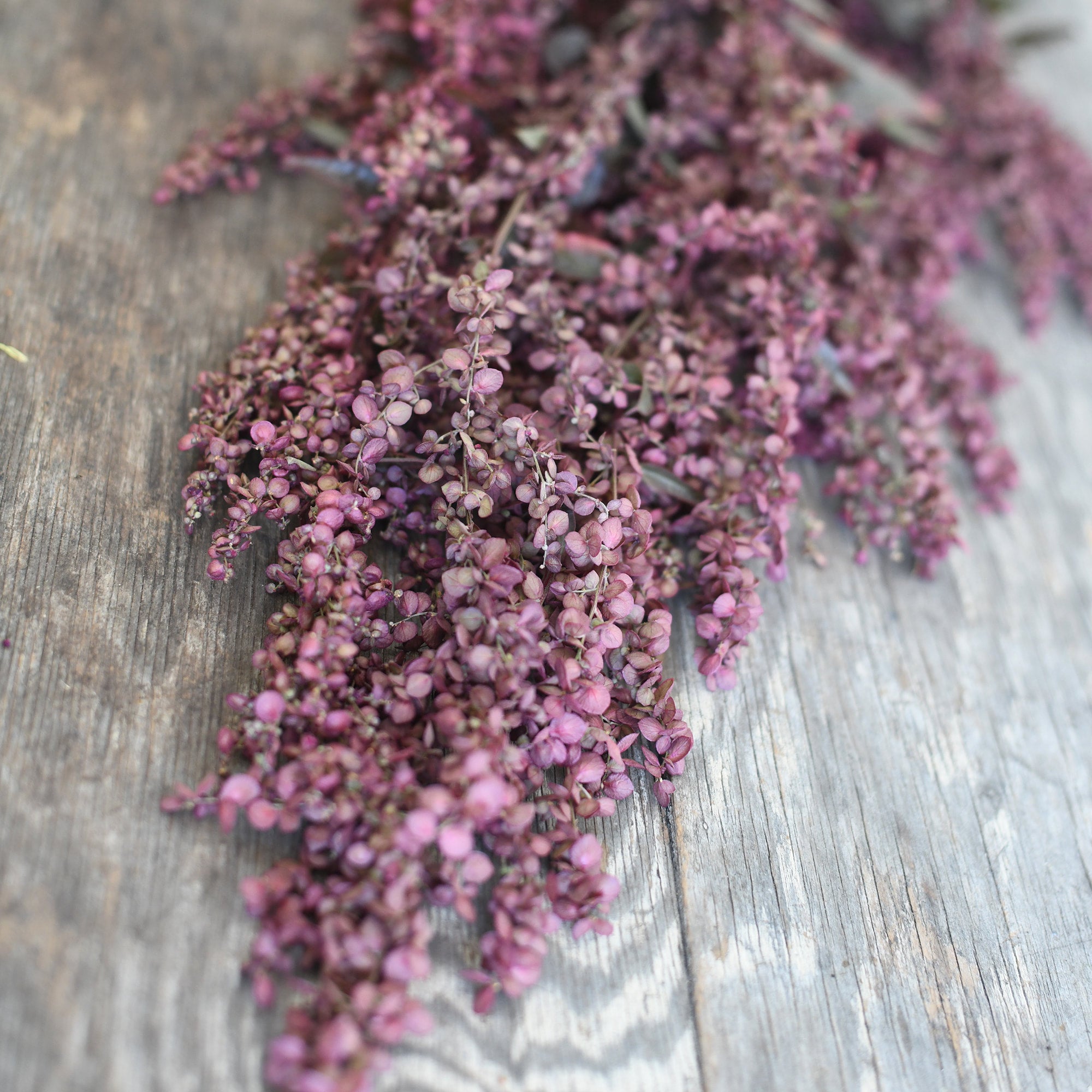 Atriplex - Red Plume