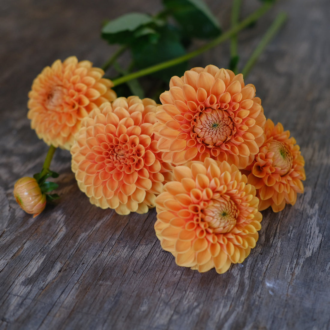 Dahlia - Orange mix (5 stems)