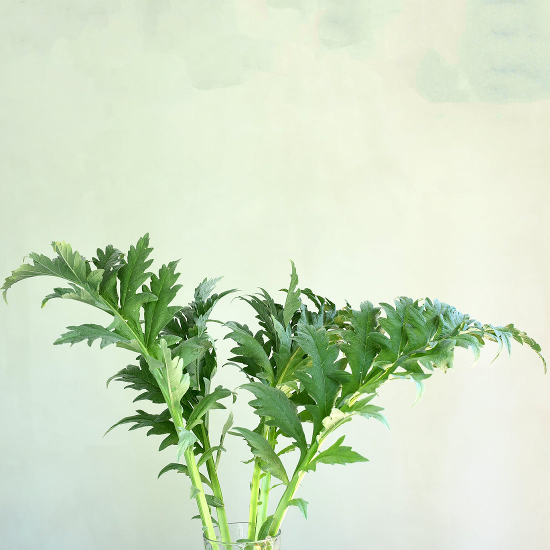 Cardoon Foliage