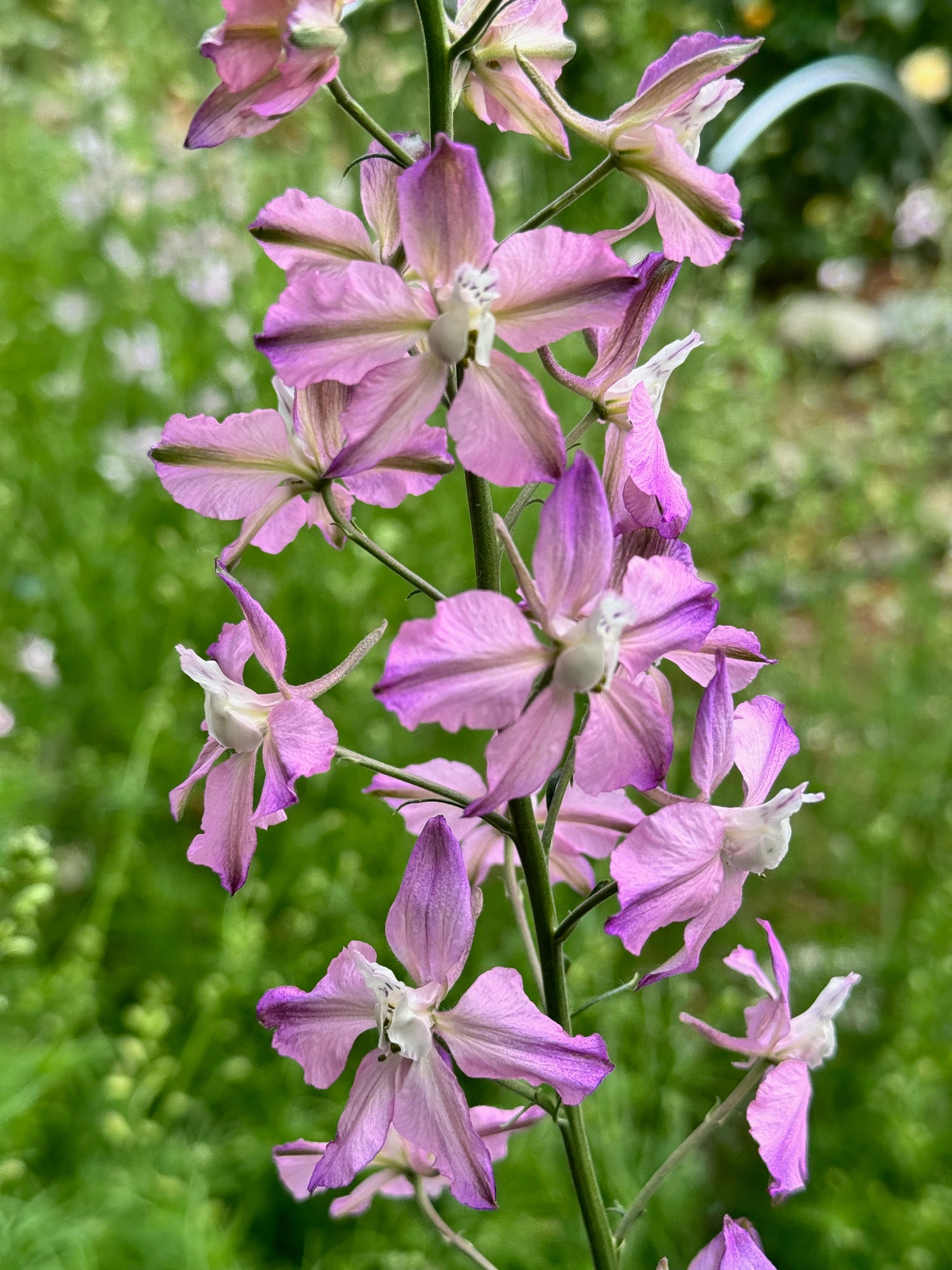 Larkspur - Fancy Belladonna (10 short side stems)