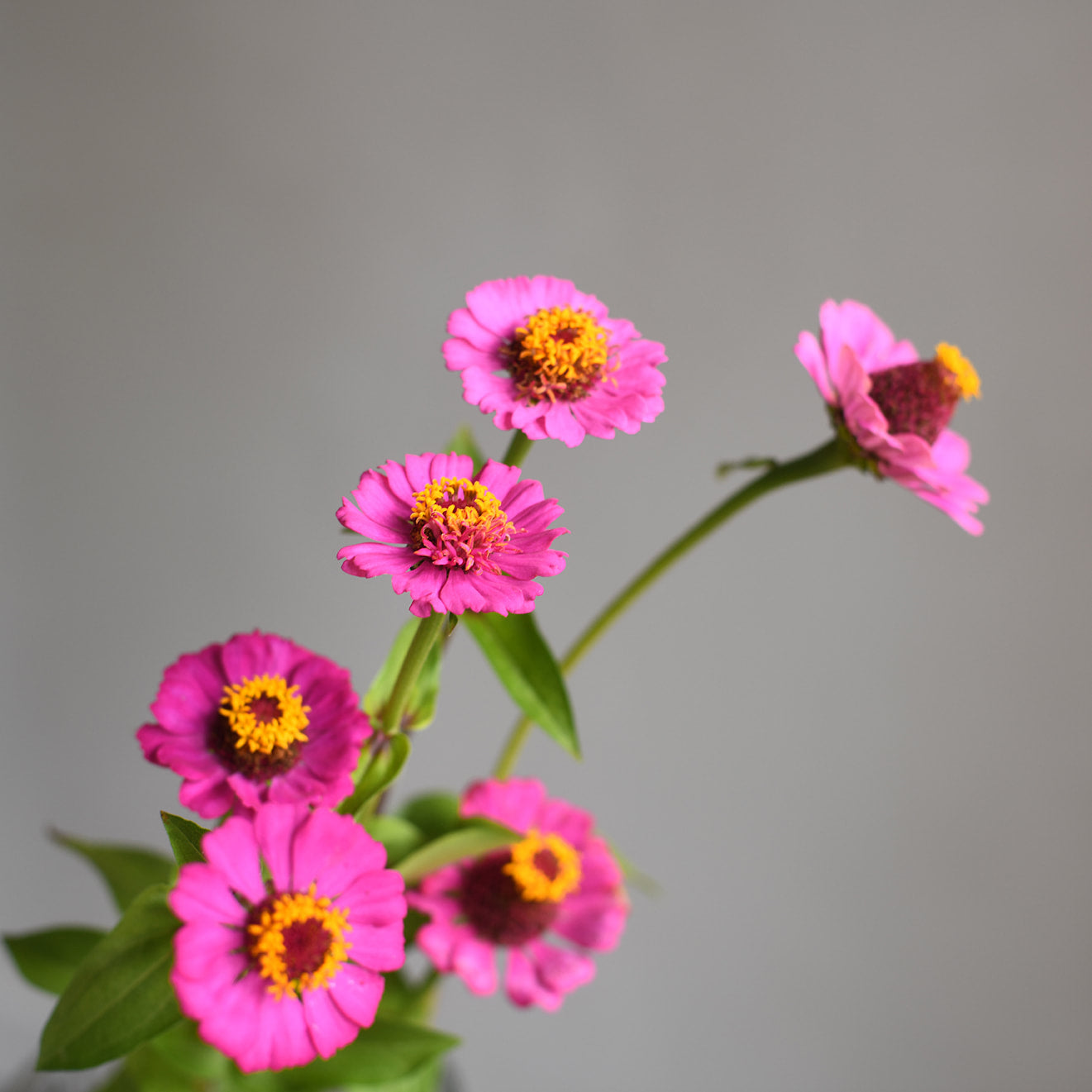 Zinnia - Zinderella Purple