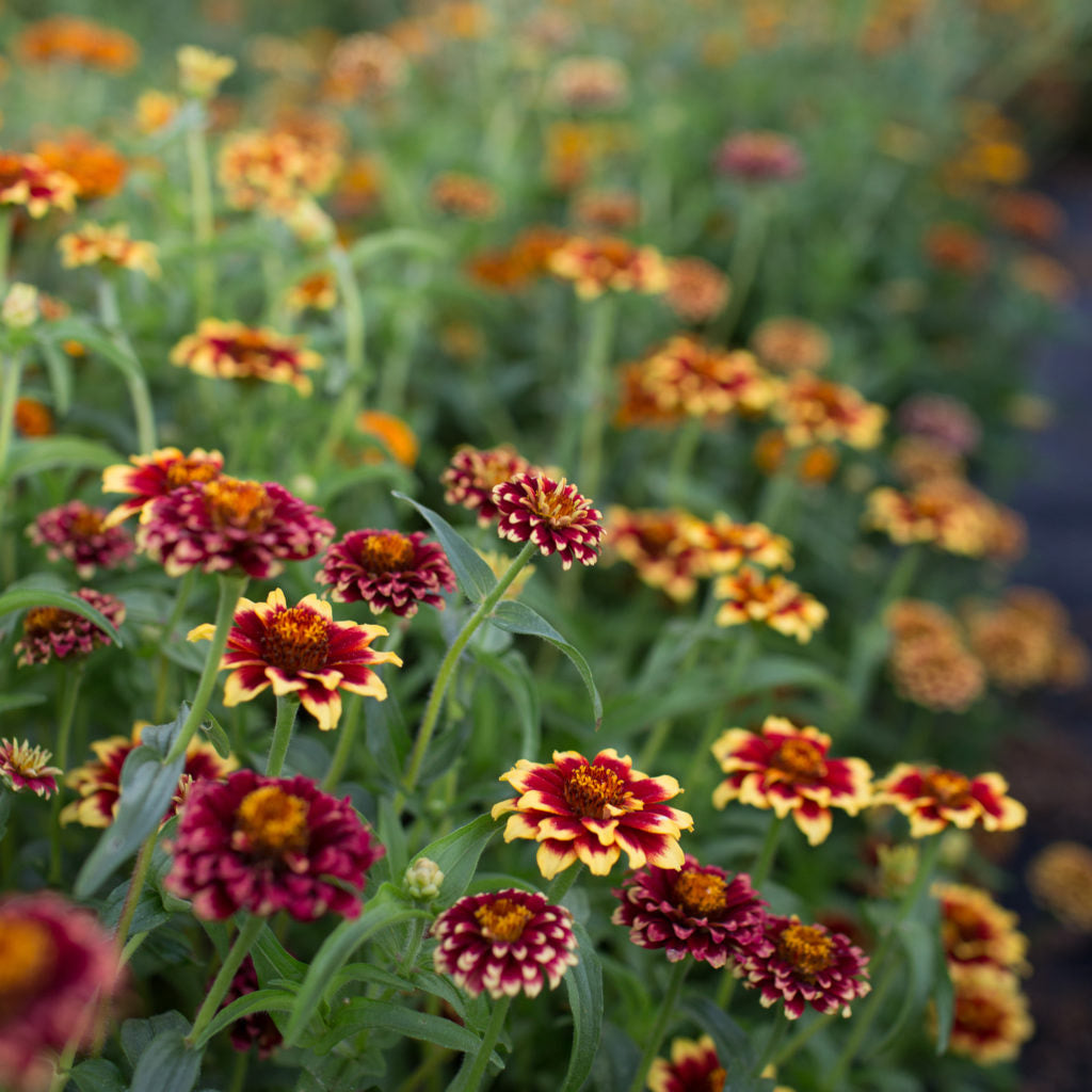 Zinnia - Aztec Sunset