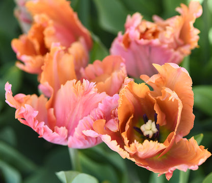 Tulip - Amazing Parrot